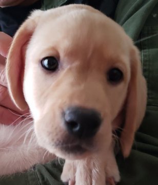 ラブラドールレトリバー【兵庫県・男の子・2021年11月2日・イエロー】の写真「警察犬の良血統。賢い子に育てませんか。」