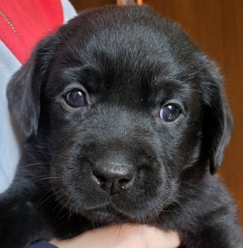ラブラドールレトリバー【兵庫県・女の子・2021年11月2日・ブラック】の写真「警察犬の良血統。賢い子に育てませんか。」