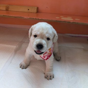 ラブラドールレトリバー【兵庫県・女の子・2024年9月10日・イエロー】の写真「白いコートが素敵な食欲モリモリな女の子です。」