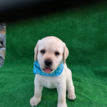 ラブラドールレトリバー【兵庫県・女の子・2024年9月10日・イエロー】の写真「本当に白いコートが素敵穏やかな性格の女の子です。」