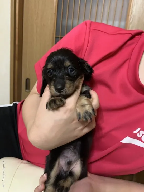 ID：2007-02779の子犬