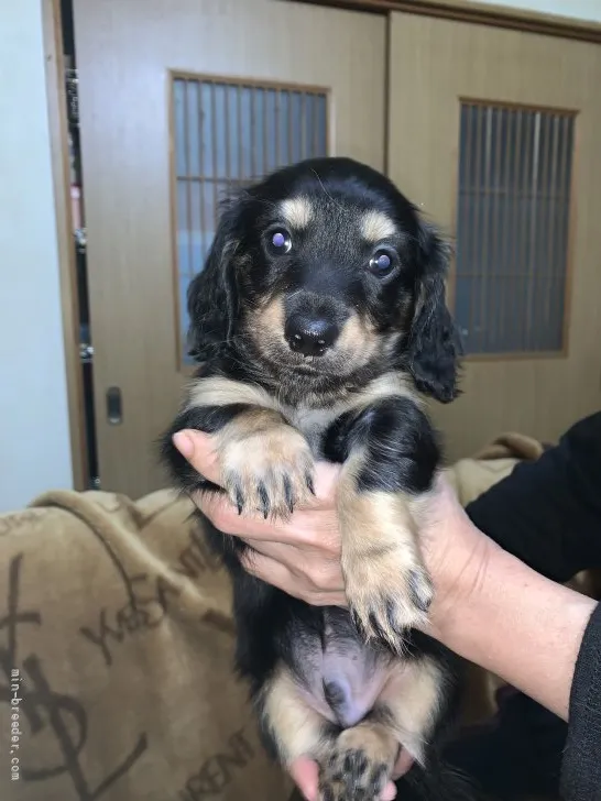 オオイシ 様のお迎えした子犬