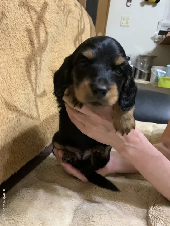 とまと 様のお迎えした子犬