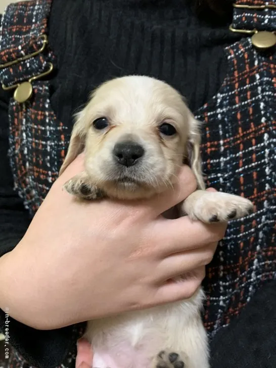 ティ 様のお迎えした子犬