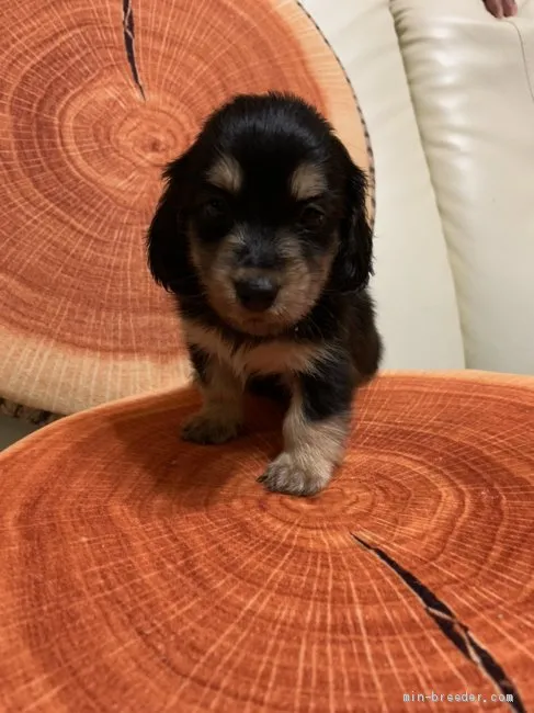 A.T 様のお迎えした子犬