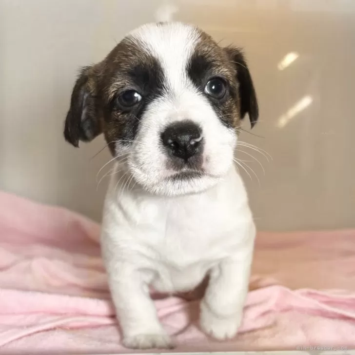 ID:2502-02060の子犬