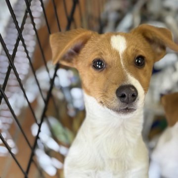 ジャックラッセルテリア【愛知県・男の子・2025年7月13日・タンホワイト】の写真「ファーストワクチンサービスです」