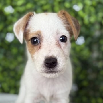 ジャックラッセルテリア【愛知県・女の子・2025年7月13日・タンホワイト】の写真「ファーストワクチンサービスです」