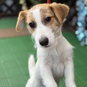 ジャックラッセルテリア【愛知県・男の子・2025年7月13日・タンホワイト】の写真「狂犬病ワクチンまで終わっています。ワクチン接種込み」