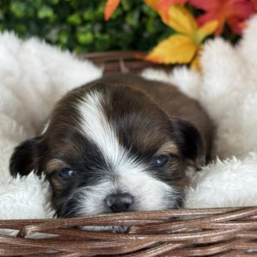 シーズー【愛知県・男の子・2025年10月25日・ホワイト&セーブル】の写真「ファーストワクチンサービス。」