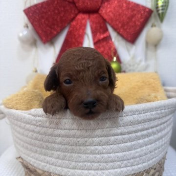 トイプードル(トイ)【愛知県・男の子・2025年10月26日・レッドフォーン】の写真「濃いめのレッド」