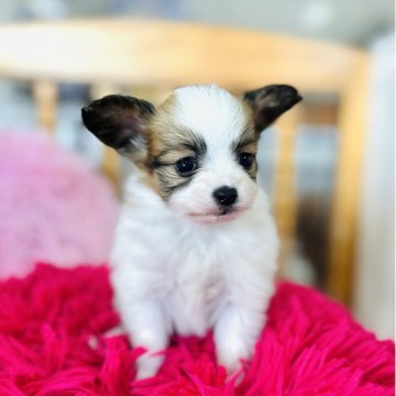 パピヨン【愛知県・女の子・2025年10月22日・ホワイト&ブラウン】の写真「綺麗にブレーズが入っています。」