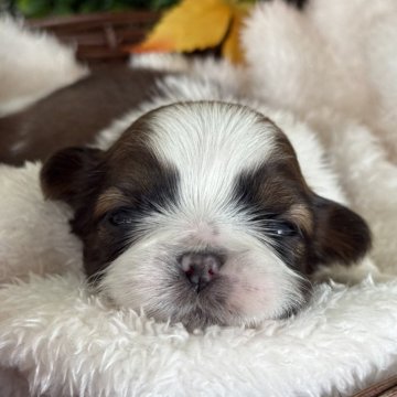 シーズー【愛知県・男の子・2025年10月25日・ホワイト&セーブル】の写真「ファーストワクチンサービス。」