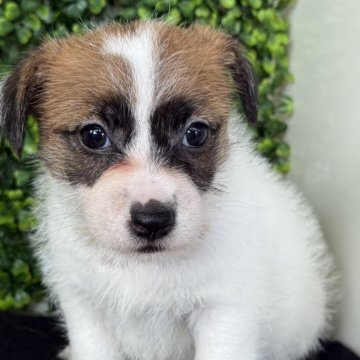 ジャックラッセルテリア【愛知県・女の子・2025年9月26日・タンホワイト】の写真「両親共に良血統です。」