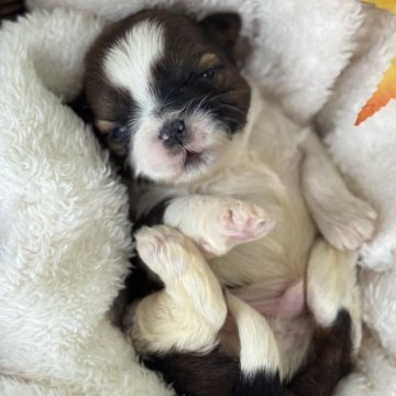 シーズー【愛知県・男の子・2025年10月25日・ホワイト&セーブル】の写真「ファーストワクチンサービス。」