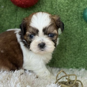 シーズー【愛知県・男の子・2025年10月25日・ホワイト&セーブル】の写真「ファーストワクチンサービス。」
