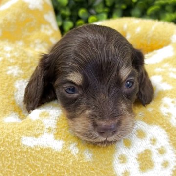 チョコ＆タンのミニチュアダックスフンドの子犬を探す