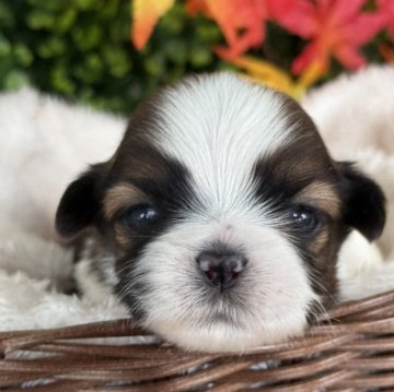 シーズー【愛知県・男の子・2025年10月25日・ホワイト&セーブル】の写真「ファーストワクチンサービス。」