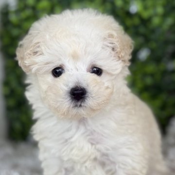 トイプードル(トイ)【愛知県・女の子・2025年9月11日・ホワイト】の写真「ファーストワクチンサービス 色素濃いめの女の子」