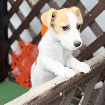 ジャックラッセルテリア【愛知県・男の子・2025年7月13日・タンホワイト】の写真「ファーストワクチンサービスです」