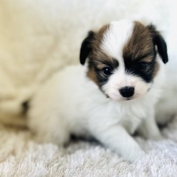 パピヨン【愛知県・男の子・2025年10月22日・ホワイト&ブラウン】の写真「綺麗にブレーズが入っています。」