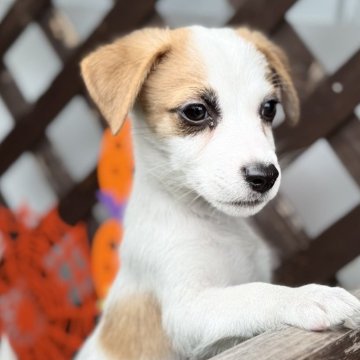 ジャックラッセルテリア【愛知県・男の子・2025年7月13日・タンホワイト】の写真「ファーストワクチンサービスです」