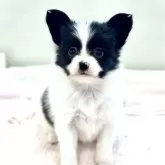 パピヨン