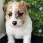 ジャックラッセルテリア