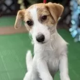 ジャックラッセルテリア