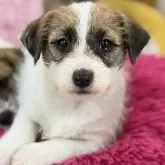 ジャックラッセルテリア