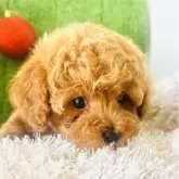 タイニープードル