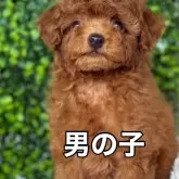 トイプードル(トイ)