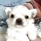 チワワ(ロング)