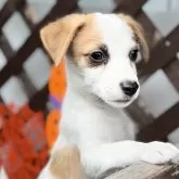 ジャックラッセルテリア