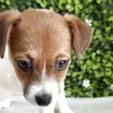 ジャックラッセルテリア【愛知県・女の子・2025年6月3日・ホワイトタン】の写真6