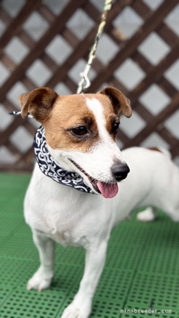 ジャックラッセルテリア【・女の子・2023年7月15日・タンホワイト】