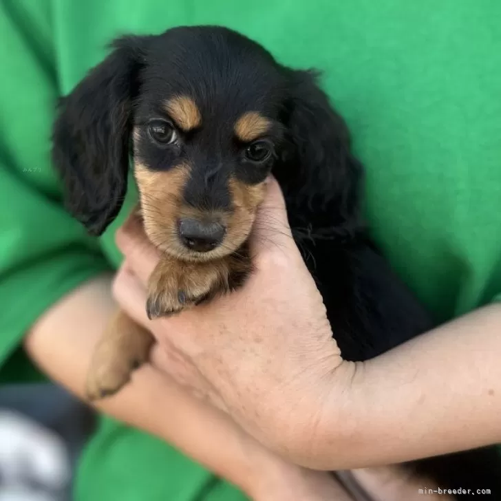 ID:2406-01016の子犬