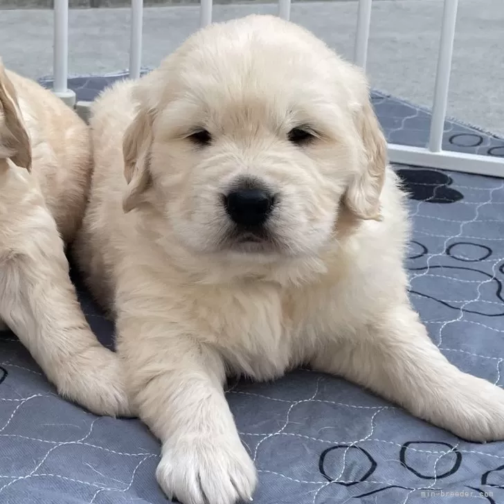 ID:2402-05706の子犬