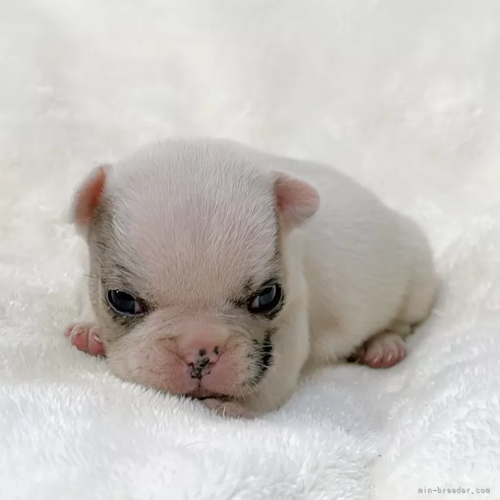 ID:2501-01188の子犬