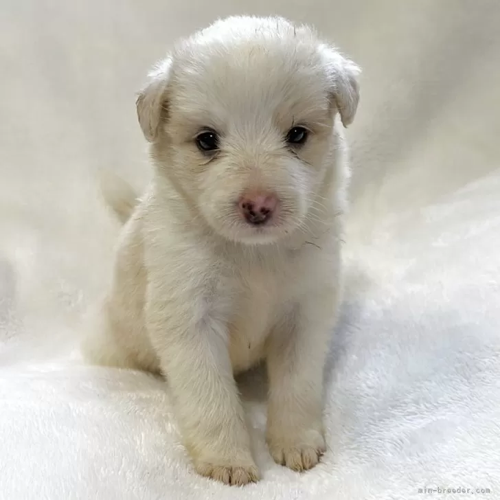 ID：2509-01171の子犬