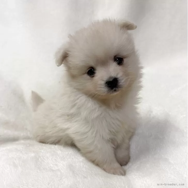 ポメラニアン【山口県・女の子・2025年10月11日・クリーム】の写真1