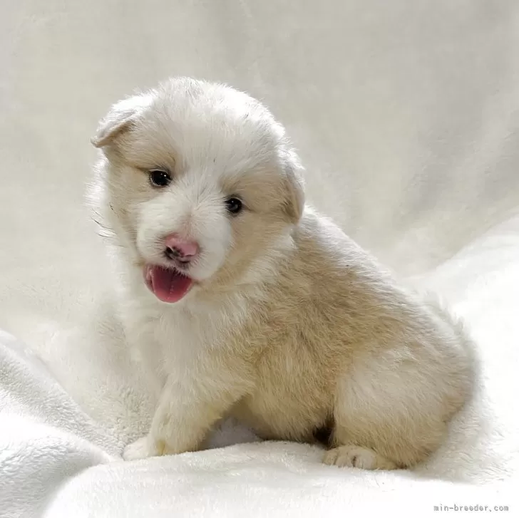 はなつ 様のお迎えした子犬