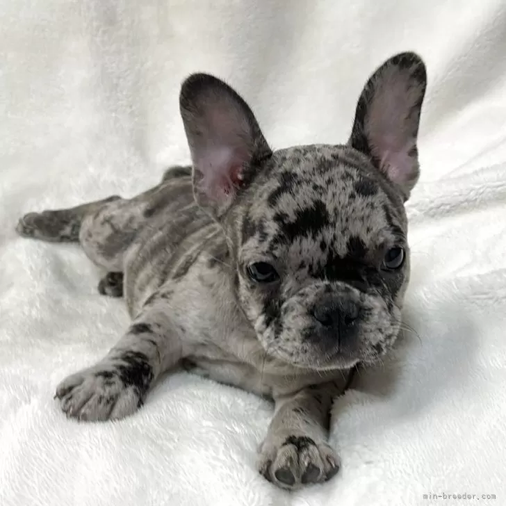 ID：2507-05785の子犬