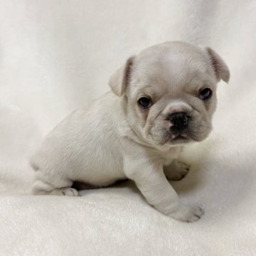 フレンチブルドッグ【山口県・男の子・2025年10月13日・クリーム】の写真「予約受付中です♪」