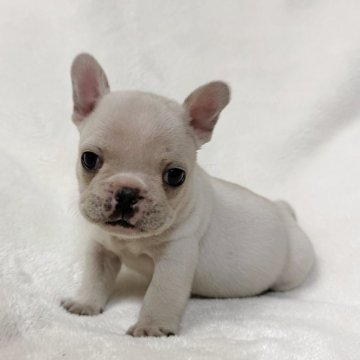 フレンチブルドッグ【山口県・女の子・2025年10月20日・クリーム】の写真「予約受付中です♪」