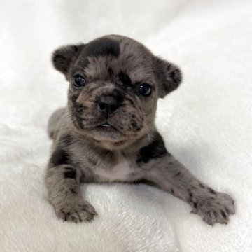 フレンチブルドッグ【山口県・女の子・2025年10月16日・ブルーマール】の写真「予約受付中です♪」