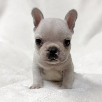 フレンチブルドッグ【山口県・男の子・2025年10月20日・クリーム】の写真「予約受付中です♪」