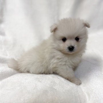 ポメラニアン【山口県・女の子・2025年10月11日・クリーム】の写真「予約受付中です♪」
