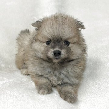ポメラニアン【山口県・男の子・2025年3月2日・オレンジセーブル】の写真「予約受付中です♪」