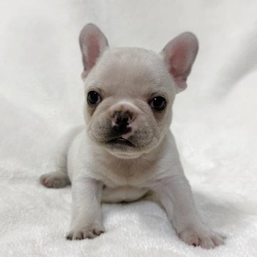 フレンチブルドッグ【山口県・女の子・2025年10月20日・クリーム】の写真「予約受付中です♪」